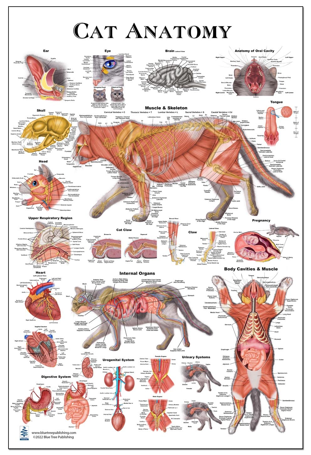 Amazon.com: Cat Anatomy Poster 24